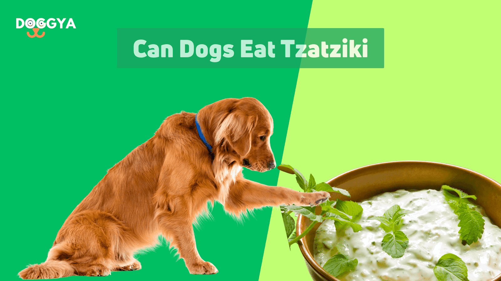 Can Dog Eat Tzatziki