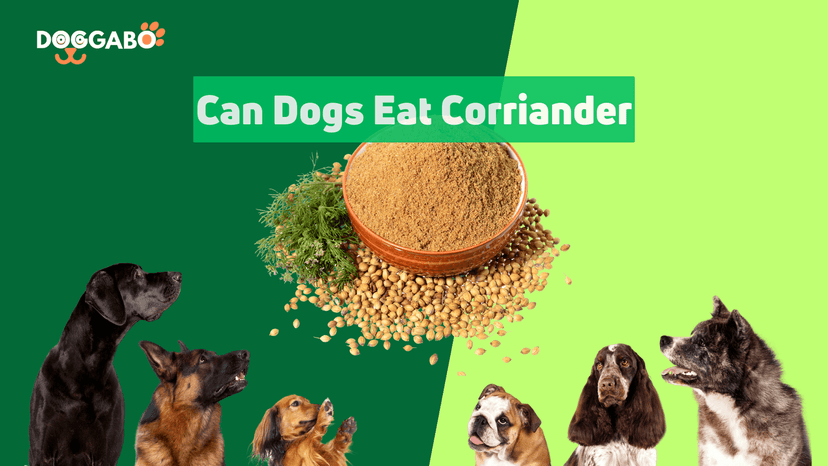 Can Dogs Eat Coriander