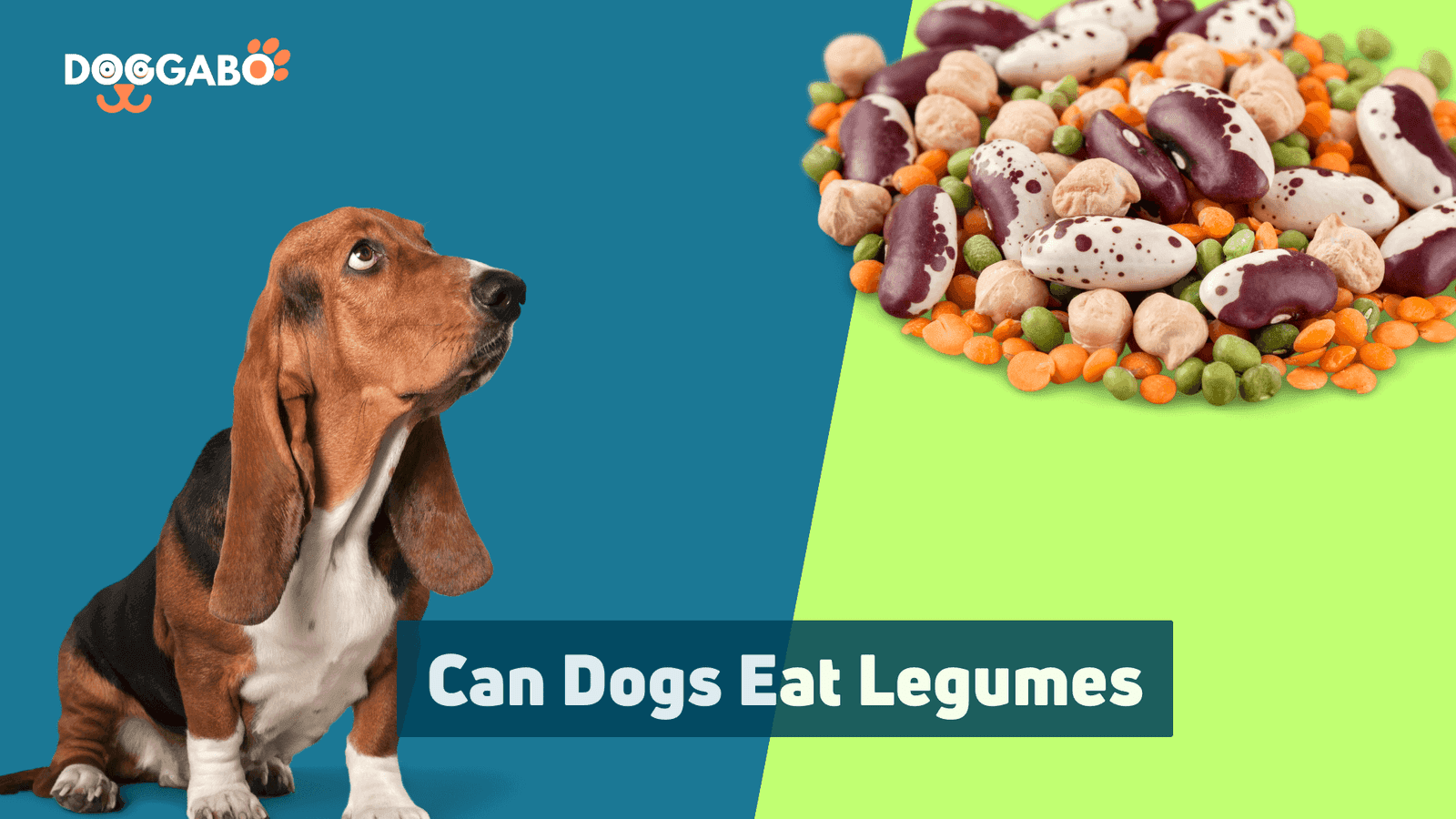 Can Dogs Eat Legumes
