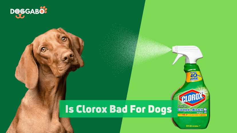Is Clorox Bad For Dogs