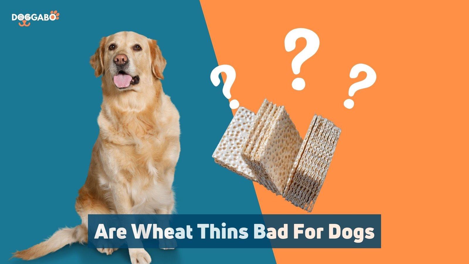 Are Wheat Thins Bad For Dogs