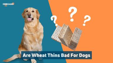 Are Wheat Thins Bad For Dogs