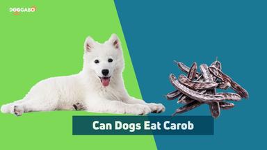 Can Dogs Eat Carob
