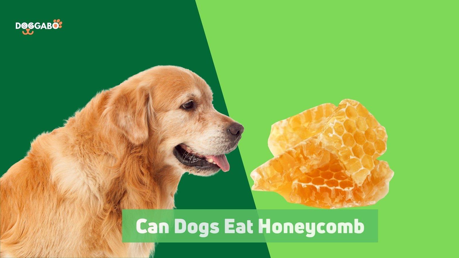 Can Dogs Eat Honeycomb
