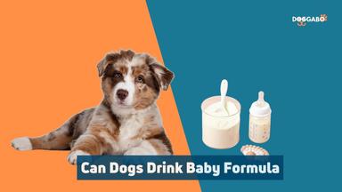 Can Dogs Drink Baby Formula