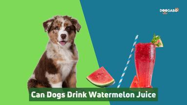 Can Dogs Drink Watermelon Juice