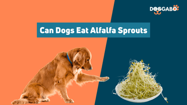 Can Dogs Eat Alfalfa Sprouts