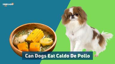 Can Dogs Eat Caldo De Pollo