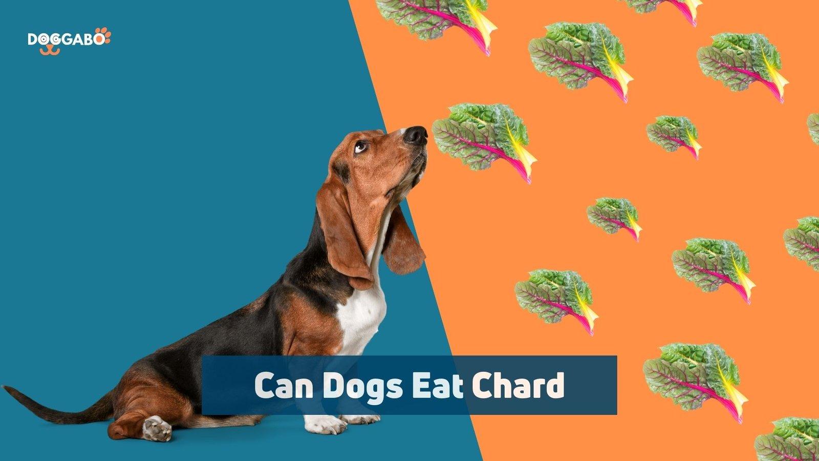 Can Dogs Eat Chard