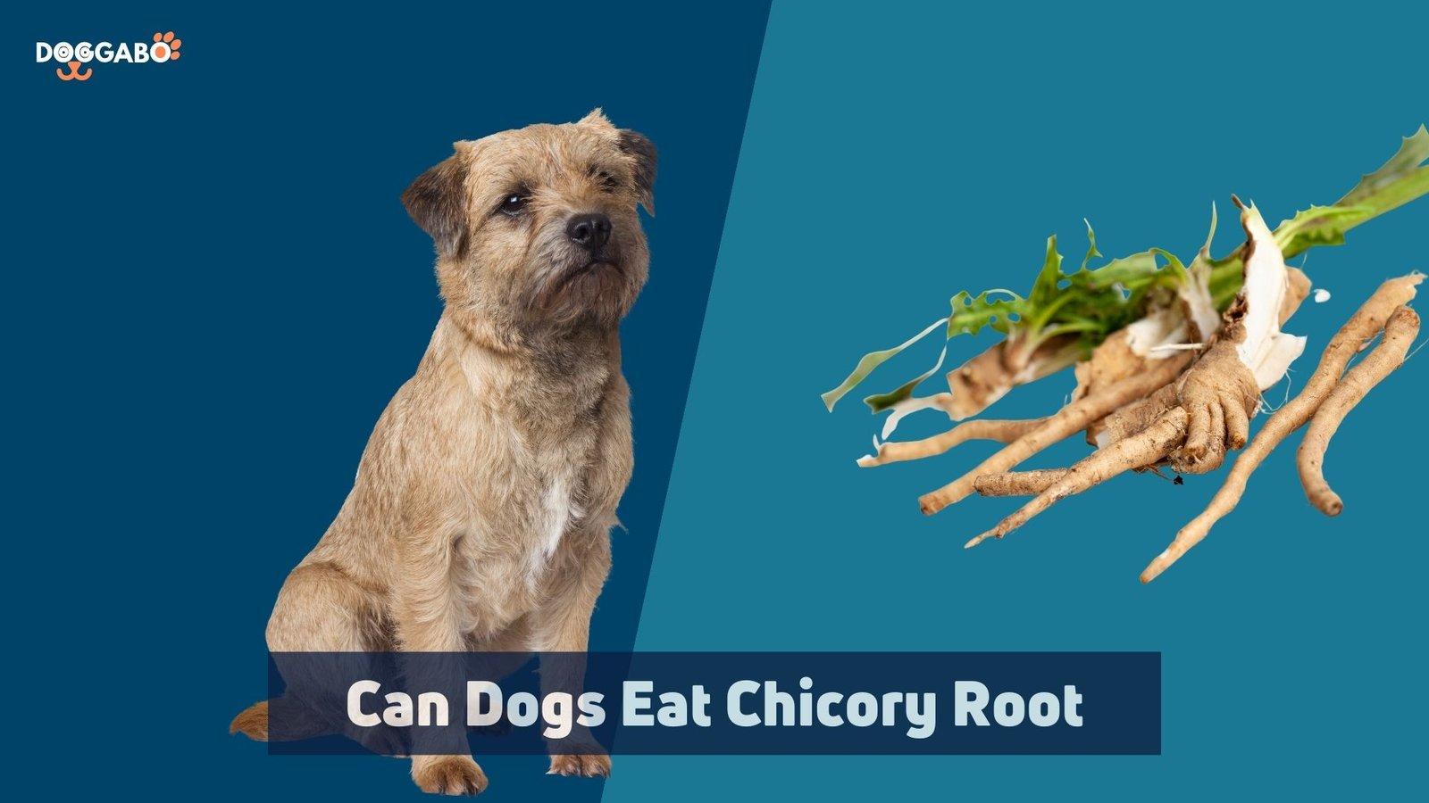 Can Dogs Eat Chicory Root