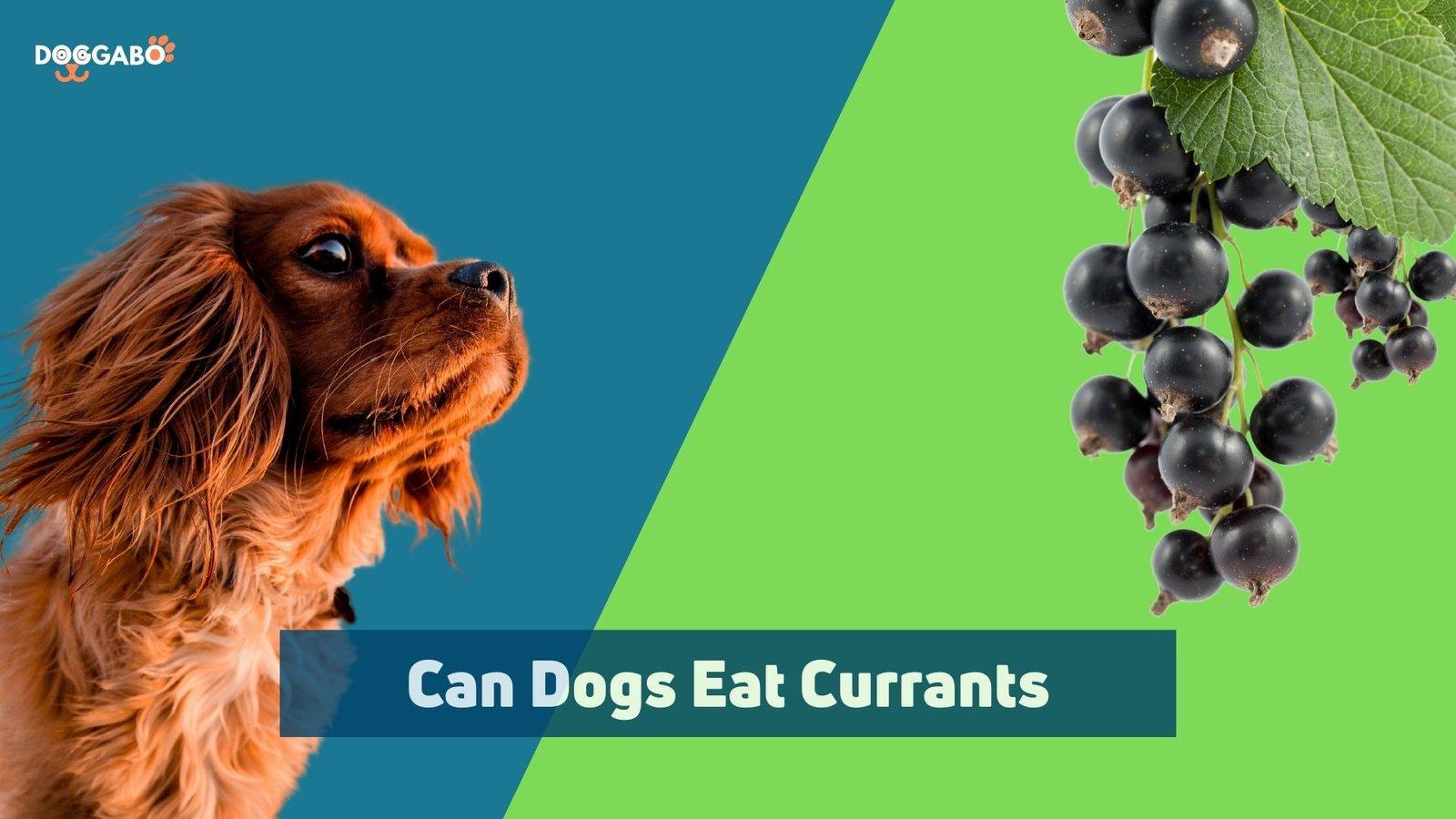 Can Dogs Eat Currants