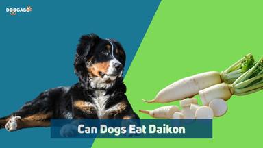Can Dogs Eat Daikon