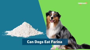 Can Dogs Eat Farina