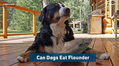 Can Dogs Eat Flounder