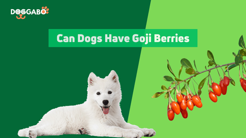 Can Dog Eat Goji Berries