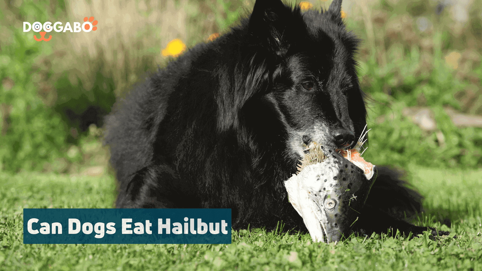 Can Dogs Eat Halibut