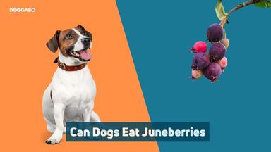 Can Dogs Eat Juneberries