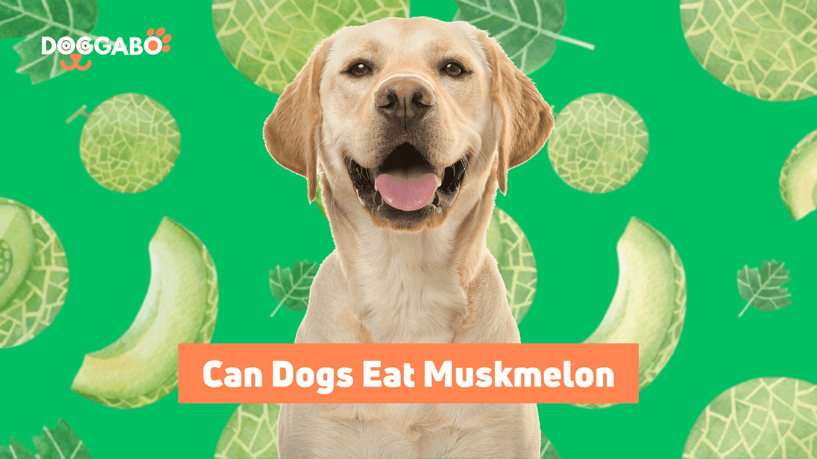 Can Dogs Eat Muskmelon