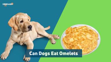 Can Dogs Eat Omelets