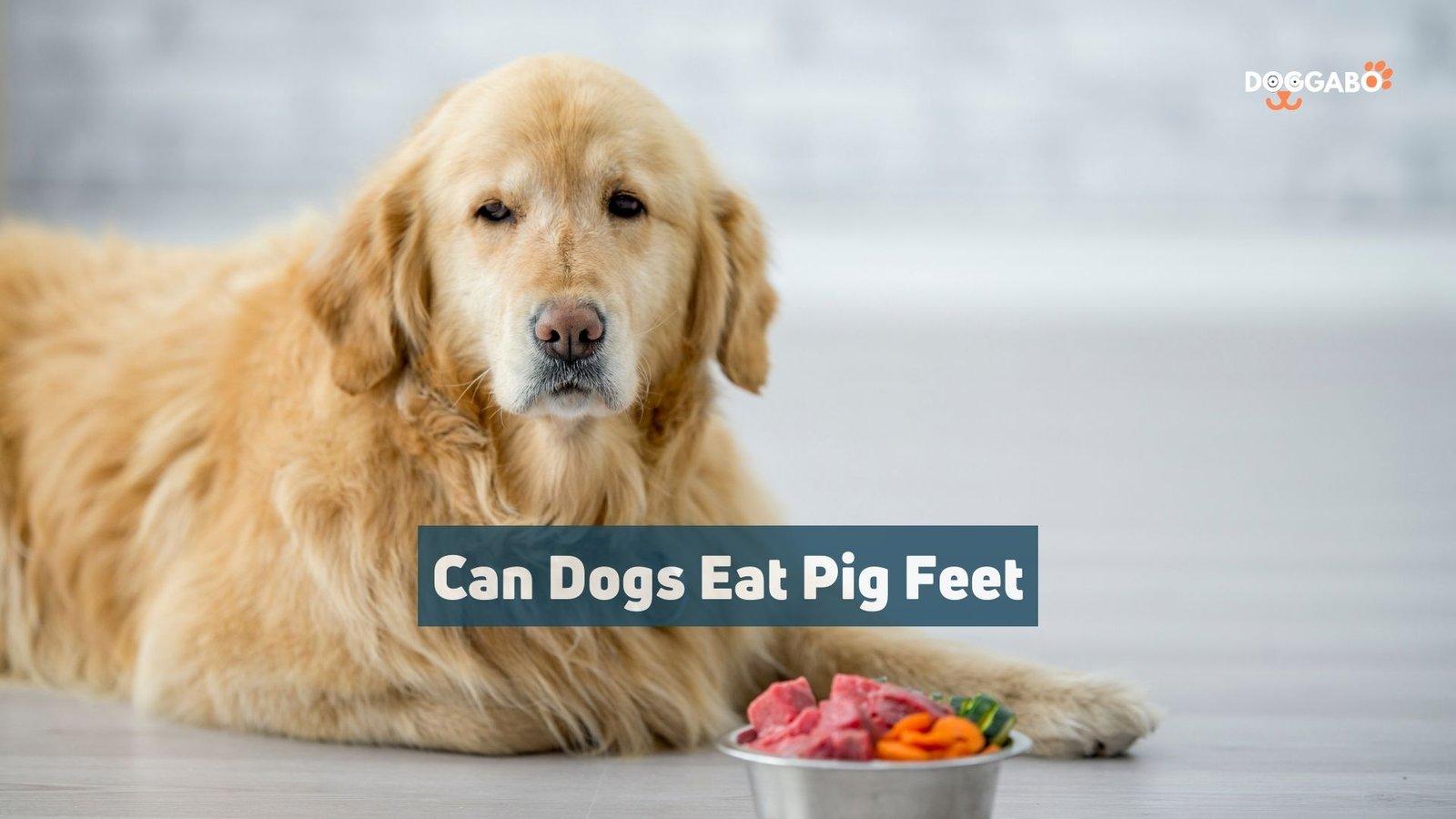 Can Dogs Eat Pigs Feet