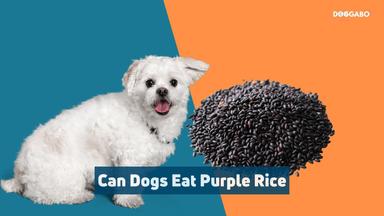 Can Dogs Eat Purple Rice