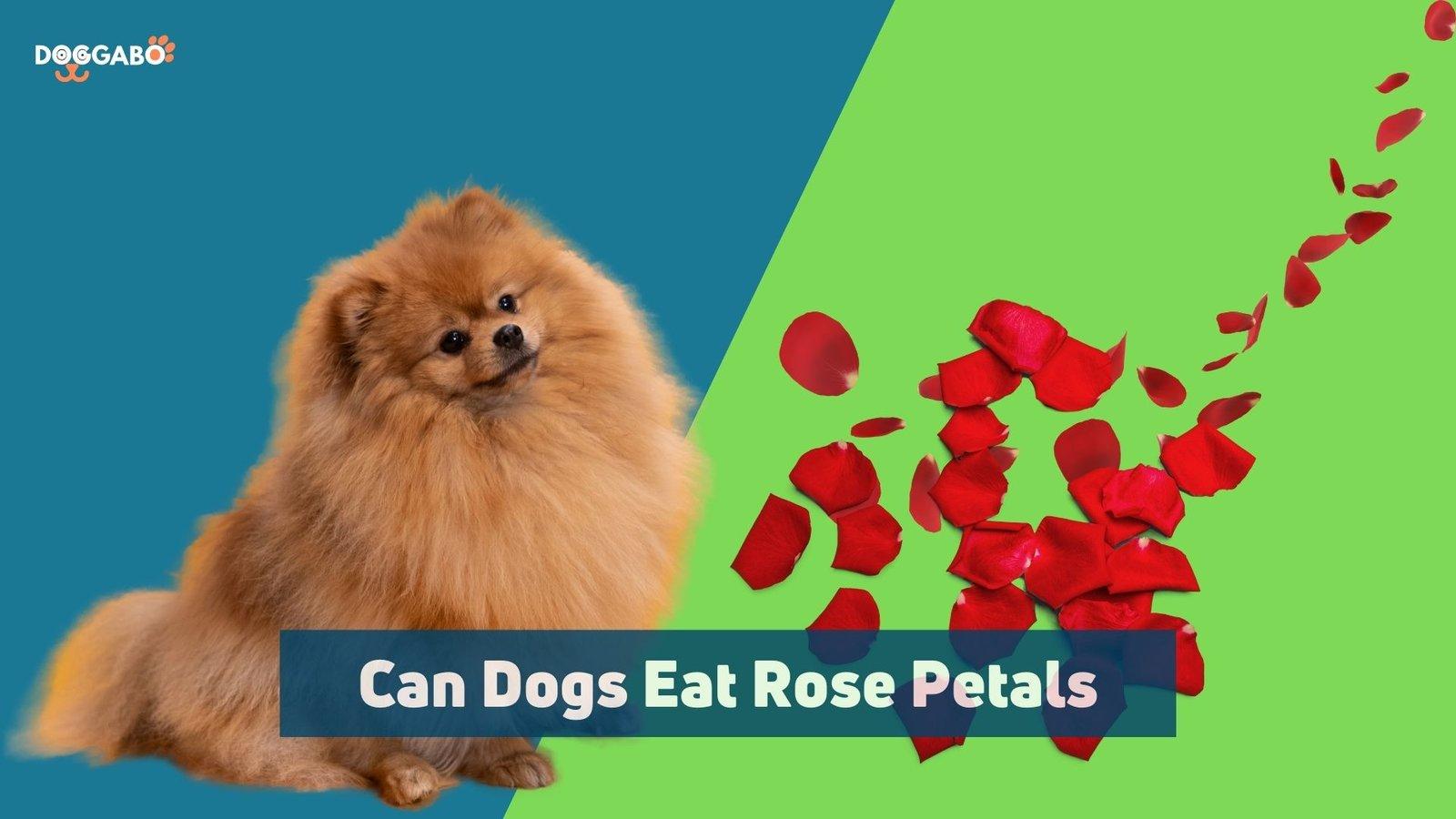 Can Dogs Eat Rose Petals