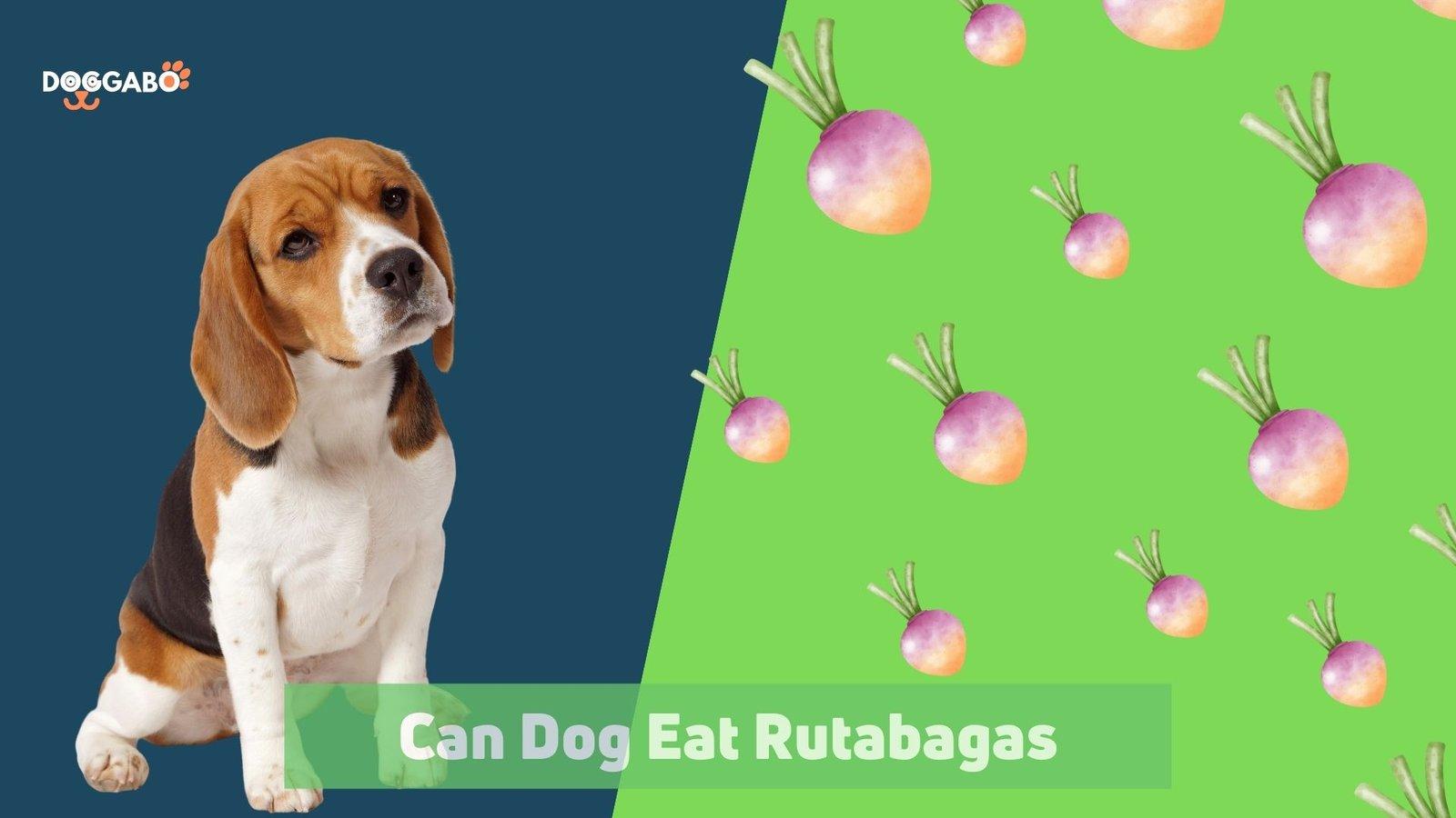 Can Dogs Eat Rutabaga
