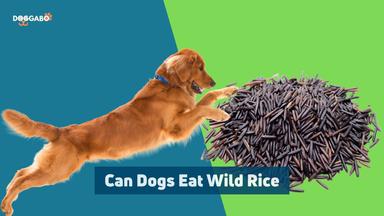 Can Dog Eat Wild Rice