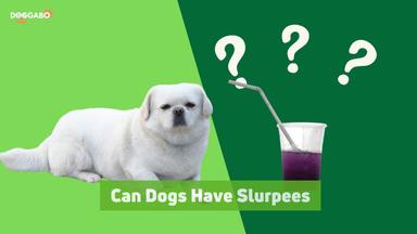 Can Dogs Have Slurpees
