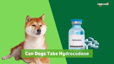 Can Dogs Take Hydrocodone