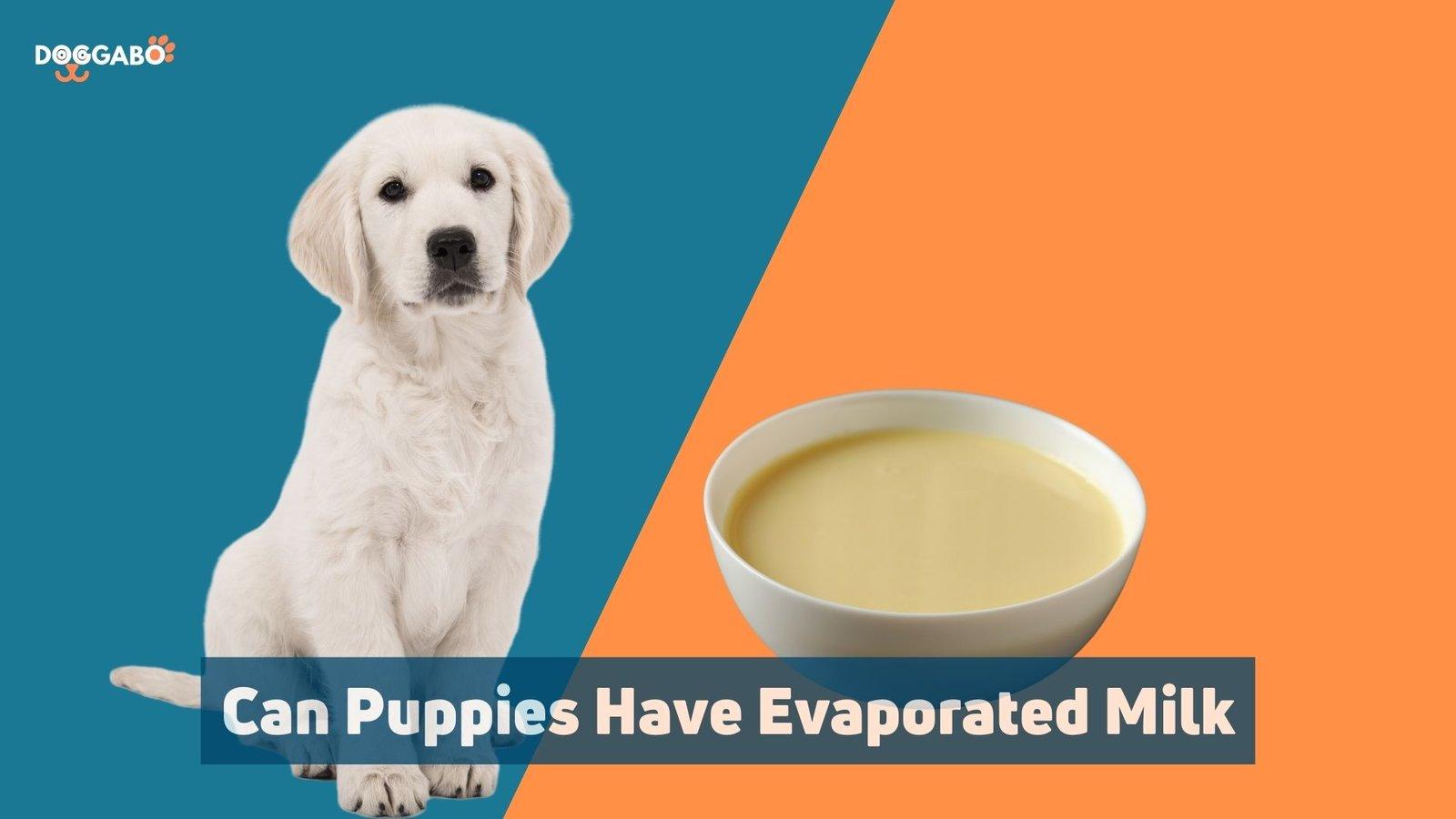 Can Puppies Have Evaporated Milk