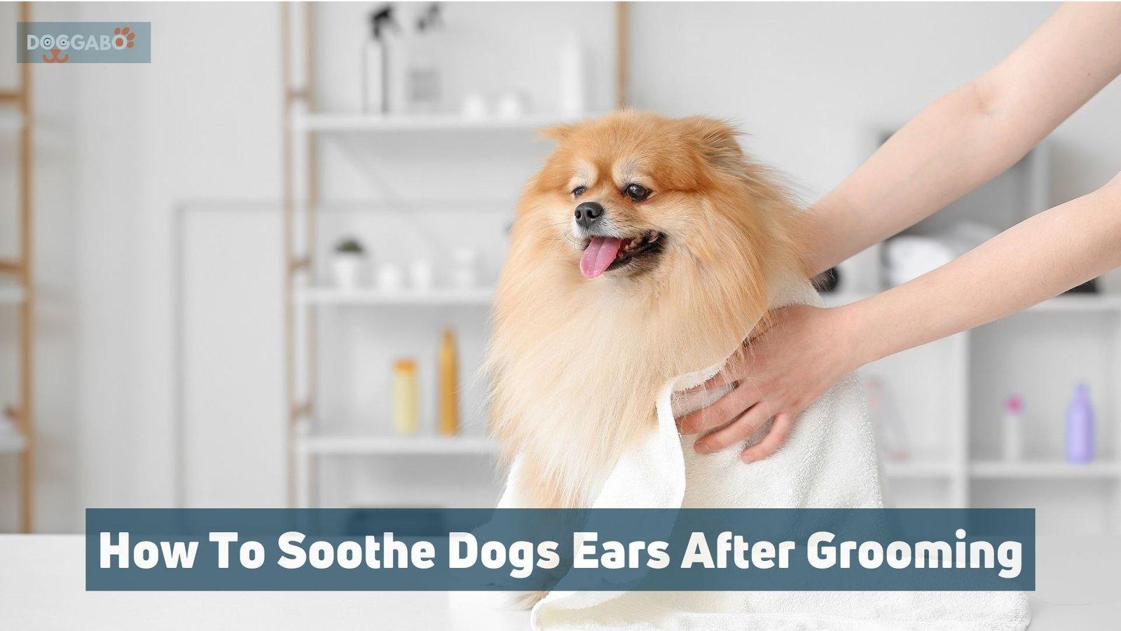 How To Soothe Dogs Ears After Grooming