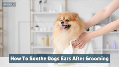 How To Soothe Dogs Ears After Grooming