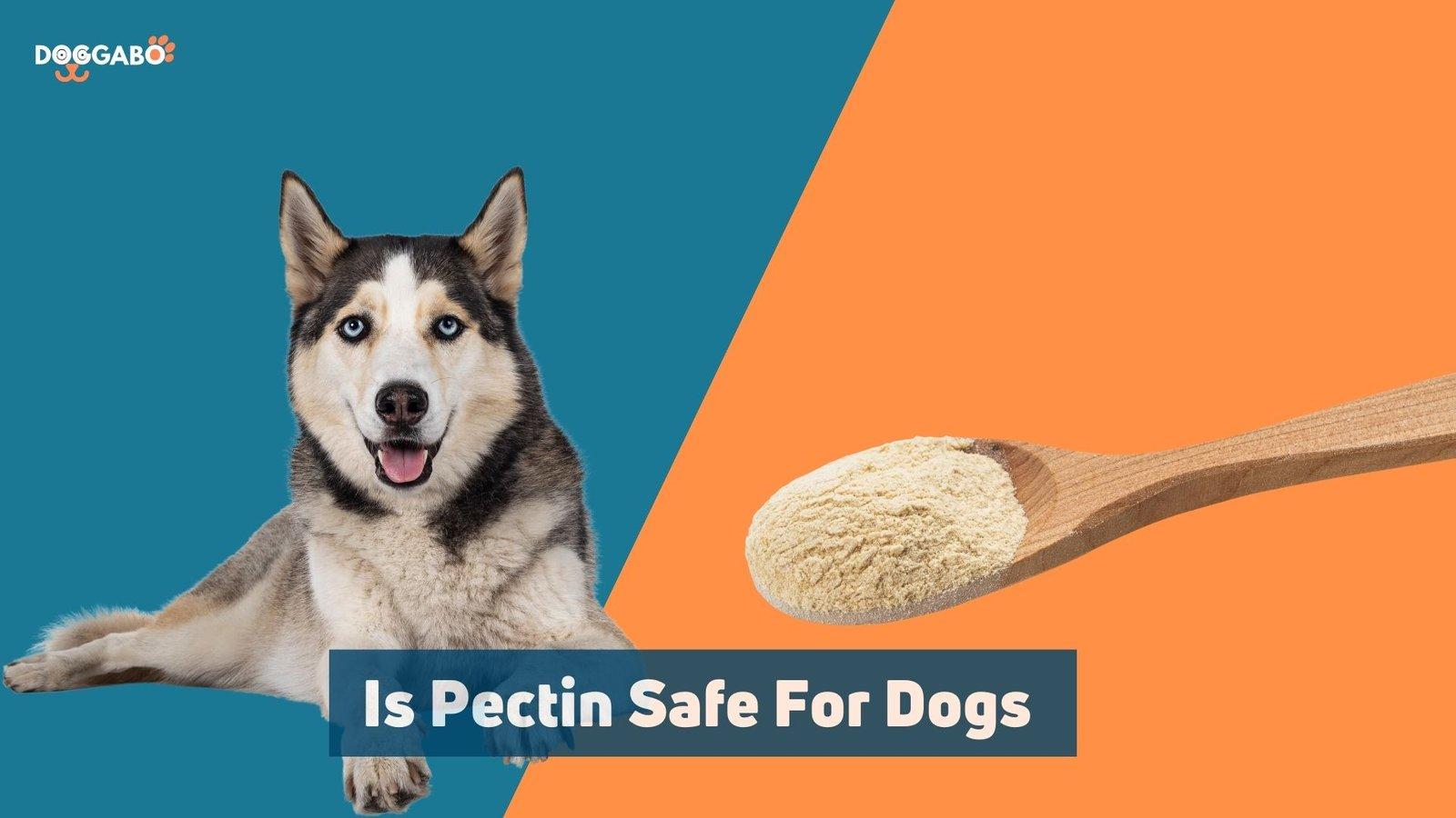 Is Pectin Safe For Dogs