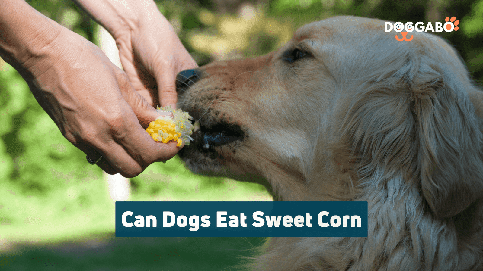 Is Sweetcorn Safe For Dogs