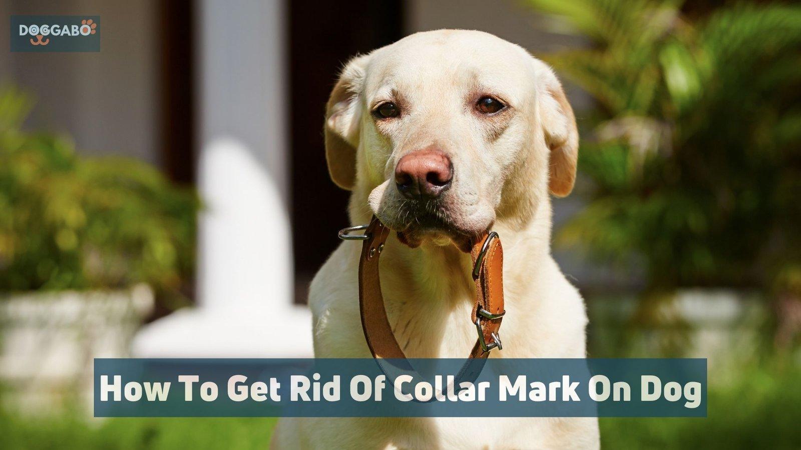 How To Get Rid Of Collar Mark On Dogs
