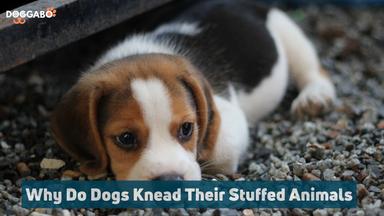 Why Do Dogs Knead Their Stuffed Animals