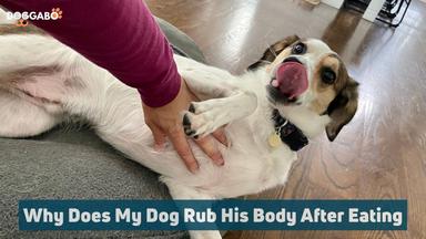 Why Does My Dog Rub His Body After Eating