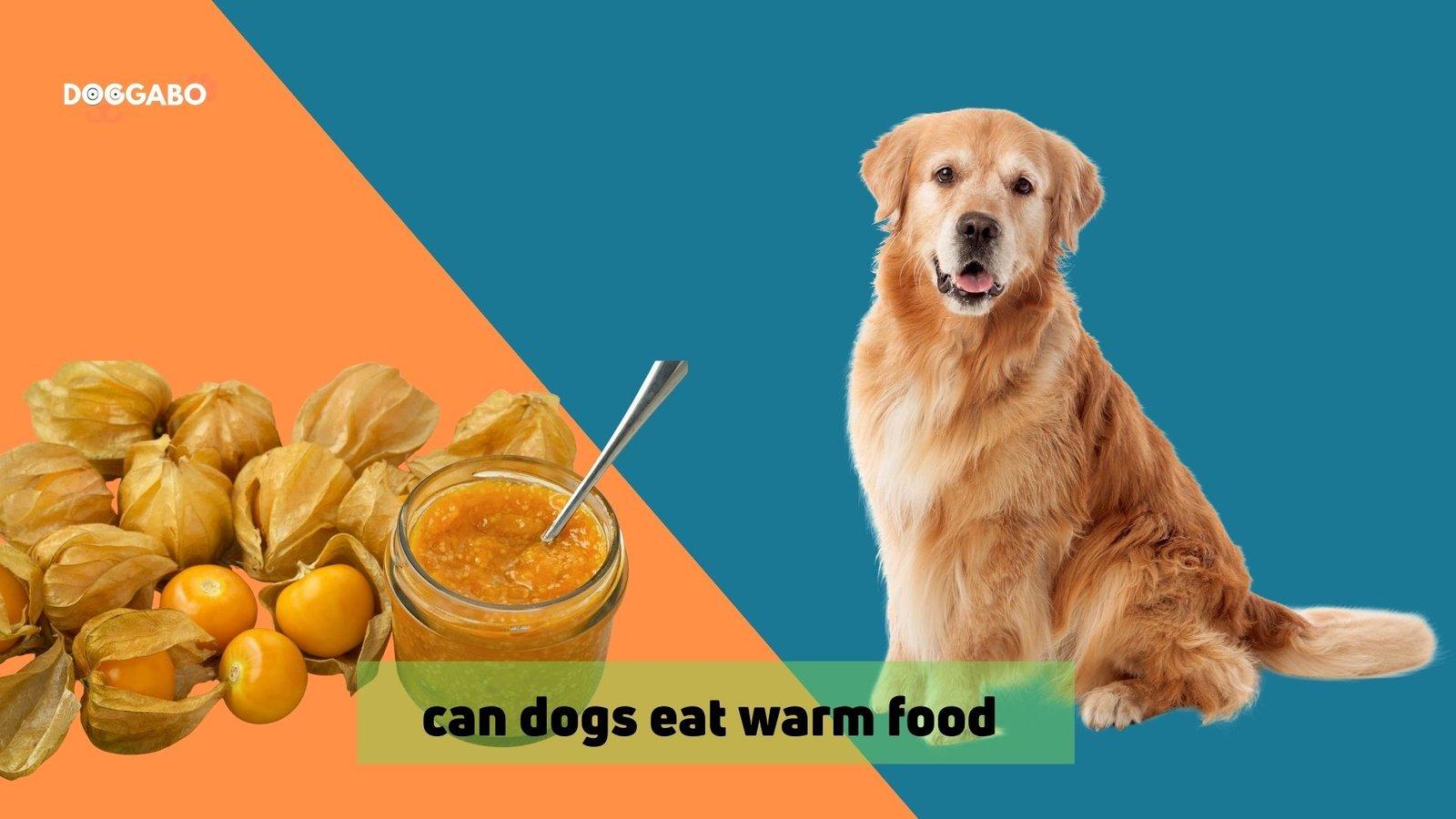 Can Dogs Eat Warm Food