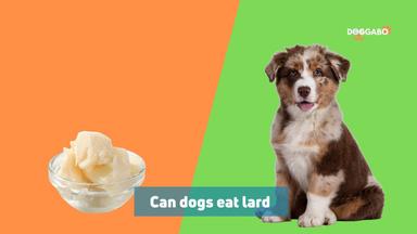 Can Dogs Eat Lard