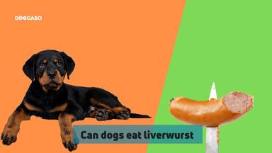 Can Dog Eat Liverwurst