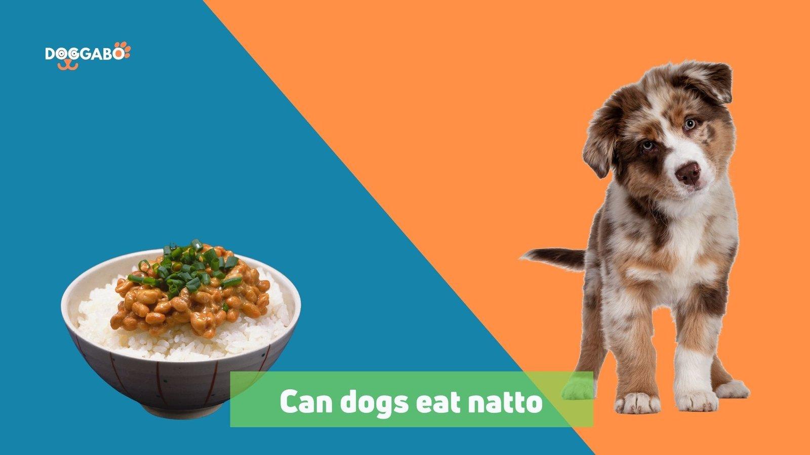 Can Dogs Eat Natto