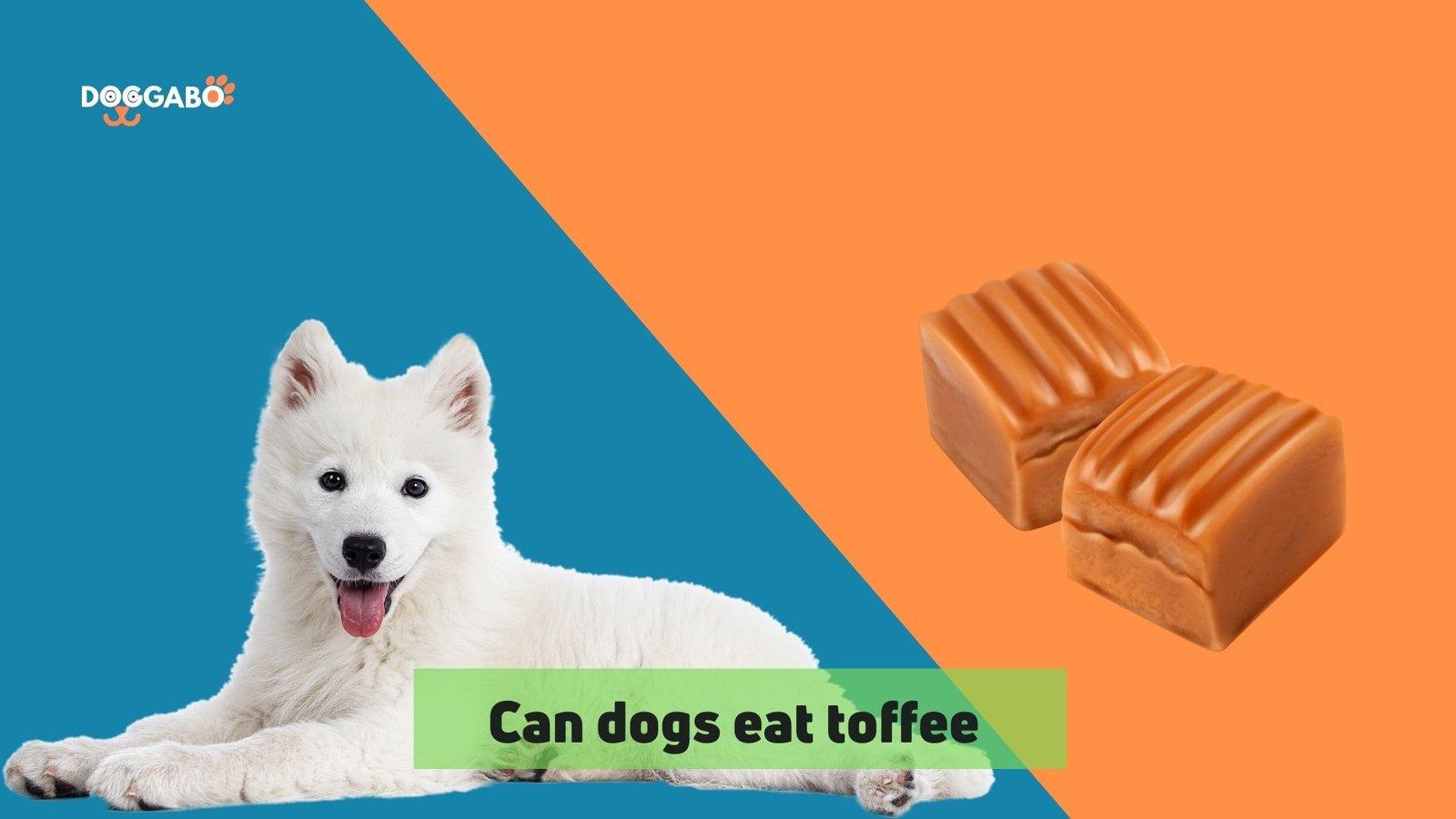 Can Dogs Eat Toffee