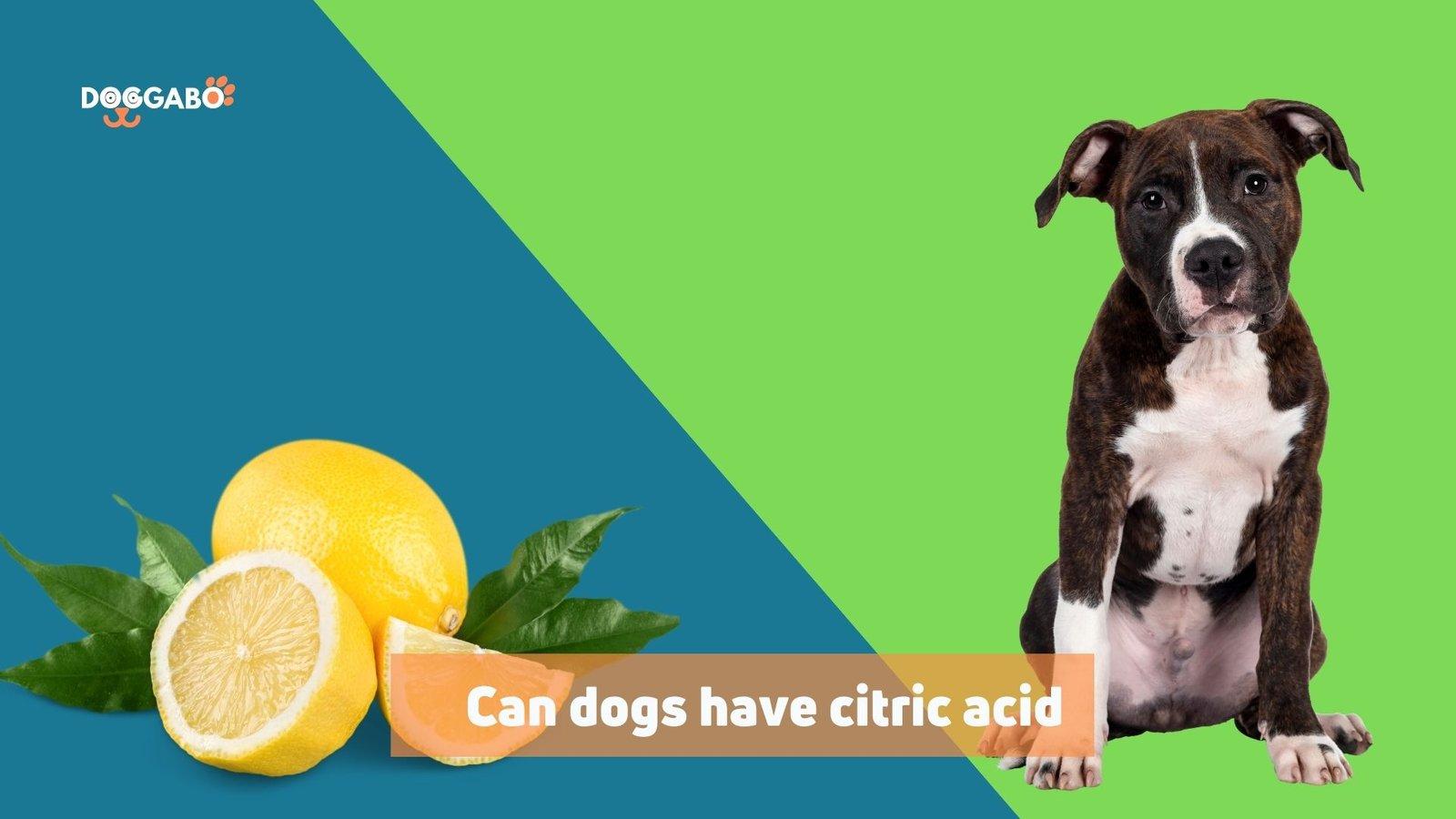 Can Dogs Have Citric Acid