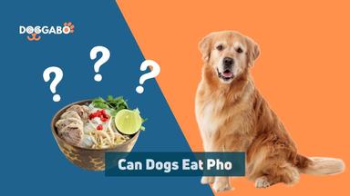 Can Dogs Eat Pho